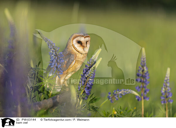 barn owl / PW-03144
