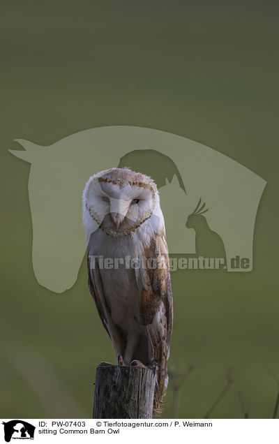 sitting Common Barn Owl / PW-07403