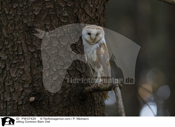 sitting Common Barn Owl / PW-07429