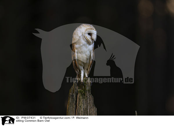 sitting Common Barn Owl / PW-07431