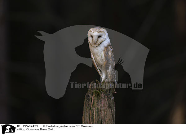 sitting Common Barn Owl / PW-07433