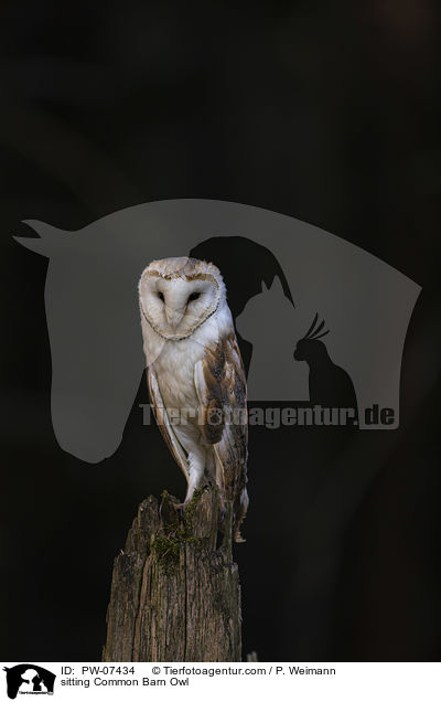 sitzende Schleiereule / sitting Common Barn Owl / PW-07434