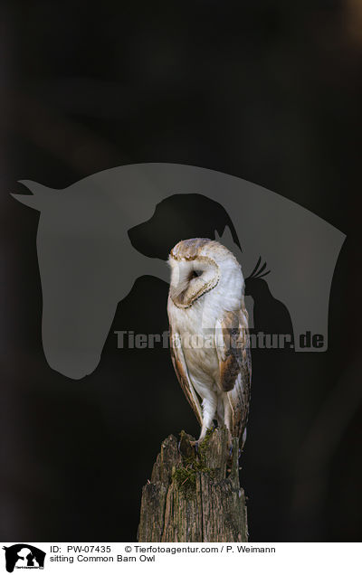 sitting Common Barn Owl / PW-07435