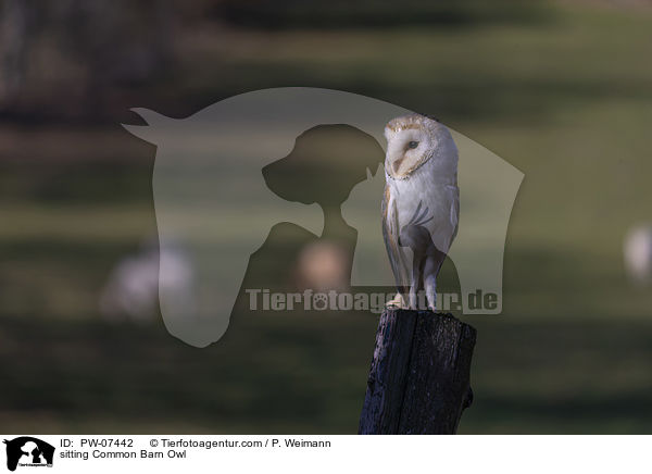 sitting Common Barn Owl / PW-07442