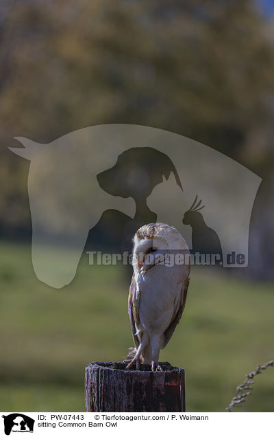 sitzende Schleiereule / sitting Common Barn Owl / PW-07443