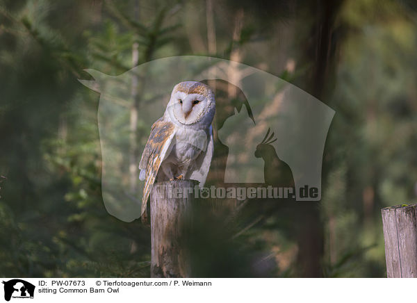 sitting Common Barn Owl / PW-07673