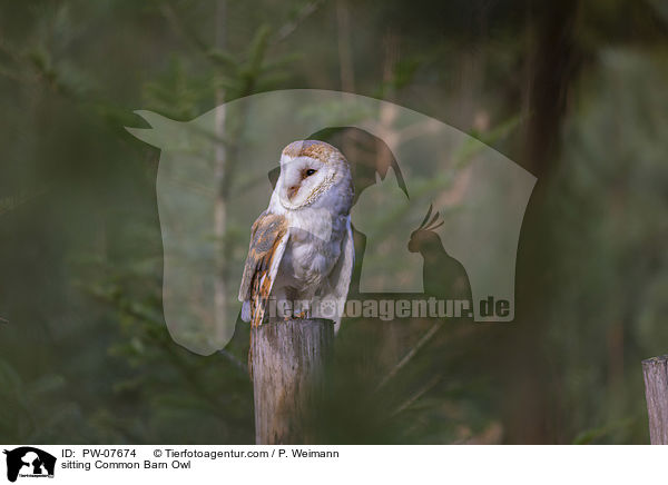 sitting Common Barn Owl / PW-07674
