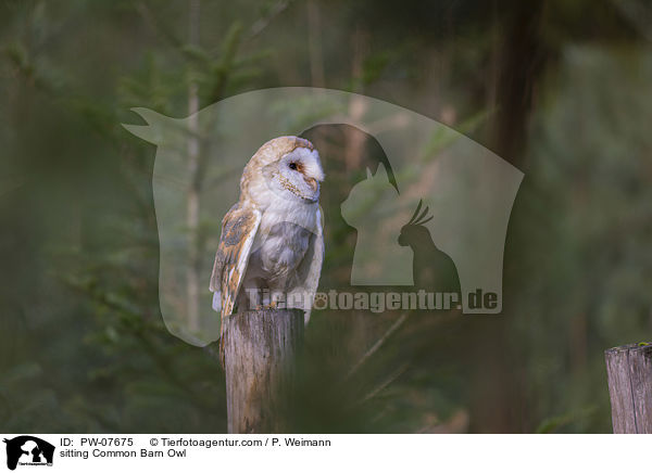 sitting Common Barn Owl / PW-07675