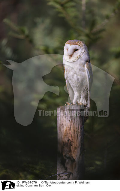 sitting Common Barn Owl / PW-07676