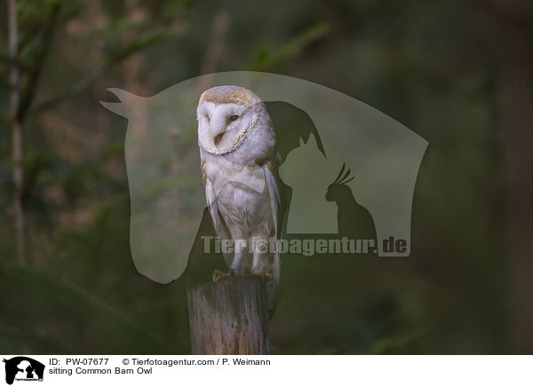 sitting Common Barn Owl / PW-07677