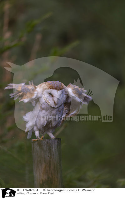 sitting Common Barn Owl / PW-07684