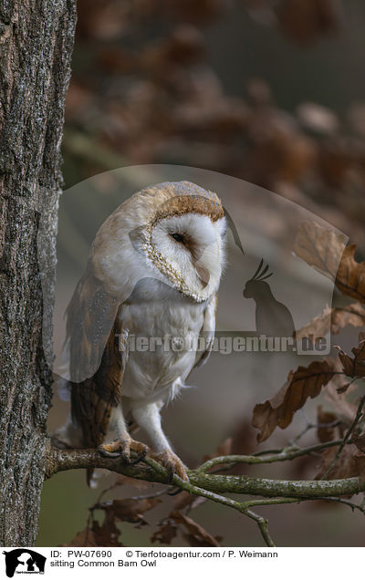 sitting Common Barn Owl / PW-07690