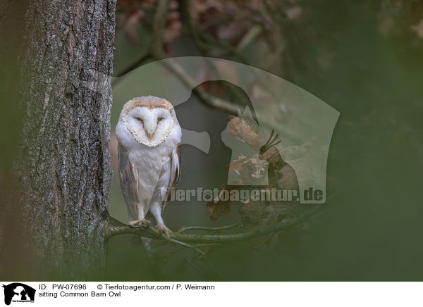 sitting Common Barn Owl / PW-07696