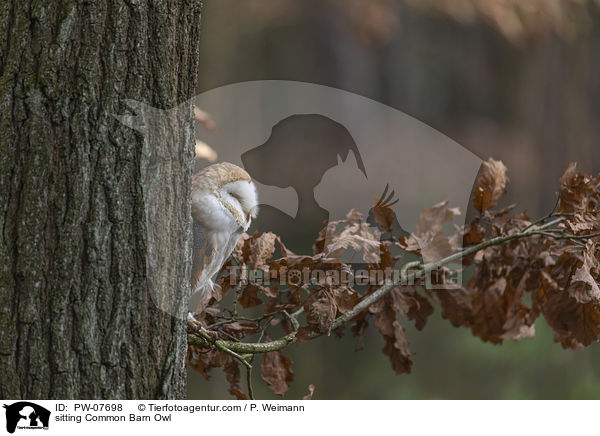 sitting Common Barn Owl / PW-07698