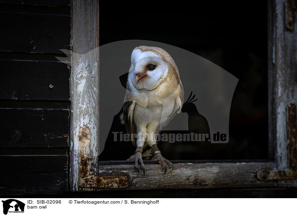 barn owl / SIB-02098
