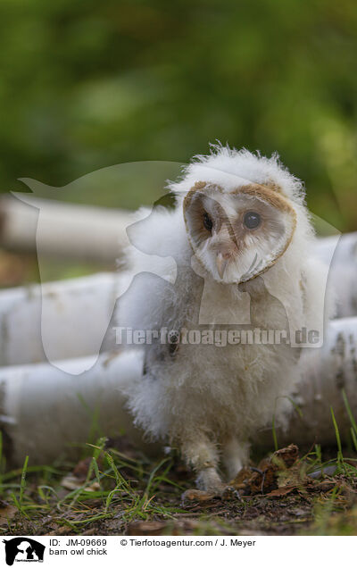 Schleiereule Kken / barn owl chick / JM-09669