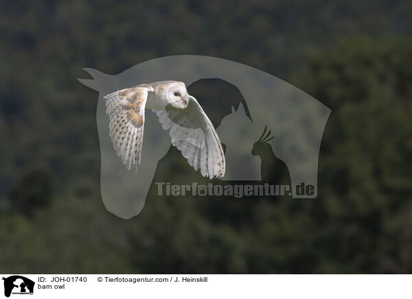 Schleiereule / barn owl / JOH-01740