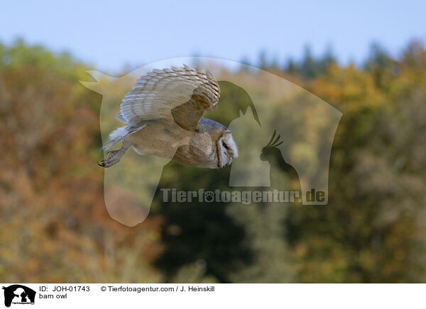 barn owl / JOH-01743
