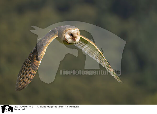 barn owl / JOH-01746