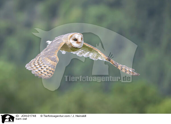 barn owl / JOH-01748