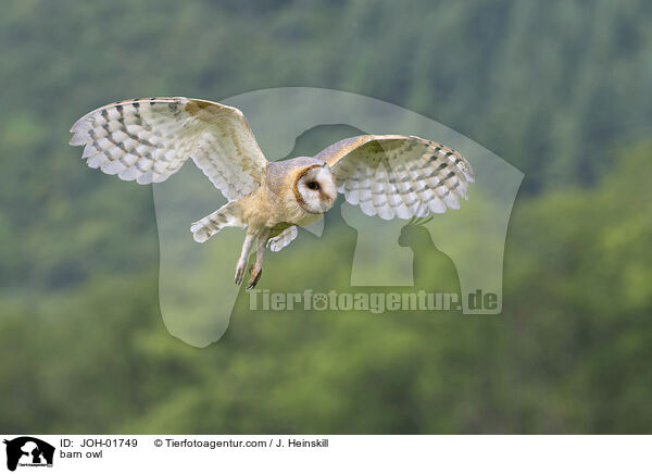 Schleiereule / barn owl / JOH-01749