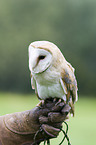 barn owl