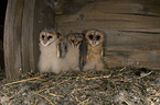 barn owls