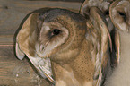 barn owl