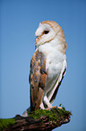 barn owl