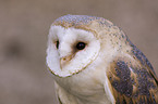 barn owl