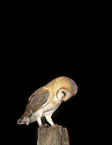 barn owl