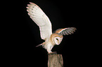 barn owl