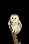 barn owl