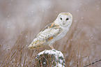 barn owl