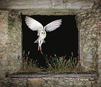 barn owl