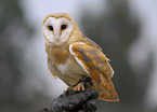 barn owl