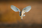 barn owl