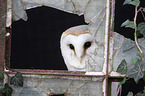 barn owl