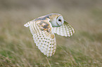 barn owl