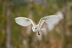 barn owl