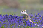 barn owl