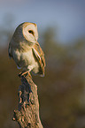 barn owl