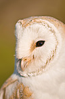 barn owl