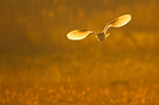 barn owl