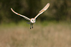 barn owl