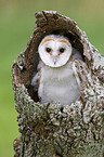 barn owl