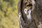 barn owl
