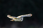 barn owl