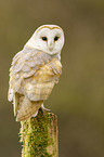 barn owl