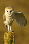 barn owl